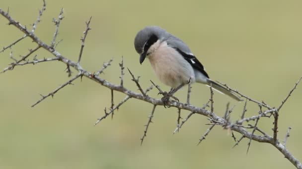 Νότια Γκρι Shrike Lanius Βόρεια — Αρχείο Βίντεο