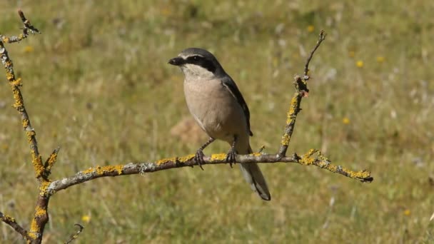 Νότια Γκρι Shrike Lanius Βόρεια — Αρχείο Βίντεο