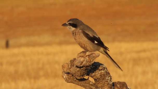 Bozkır Örümcek Kuşu Lanius Meridionalis — Stok video