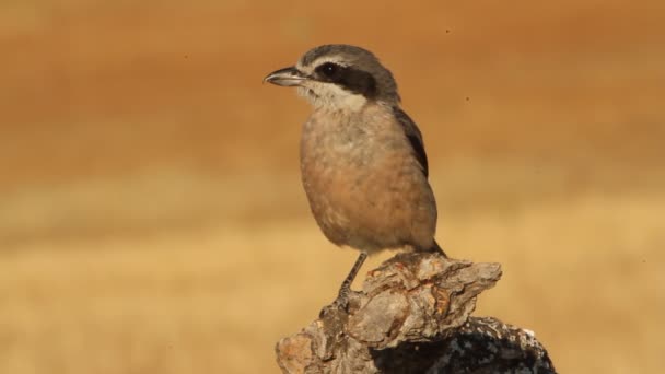 Southern Grey Shrike Lanius Meridionalis — Stock Video