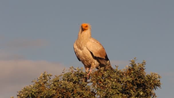 Egyptský Sup Mrchožrout Ptáci Východ Slunce Neophron Percnopterus — Stock video