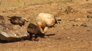 Mısırlı akbaba, leş yiyen, kuşlar, gün doğumu, Neophron percnopterus