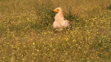 Mısırlı akbaba, leş yiyen, kuşlar, gün doğumu, Neophron percnopterus