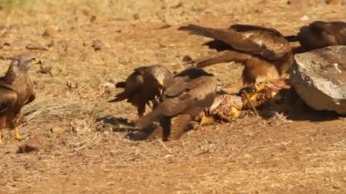 Mısırlı akbaba, leş yiyen, kuşlar, gün doğumu, Neophron percnopterus