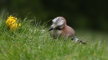Jay, corvidae, kuşlar, Garrulus glandarius