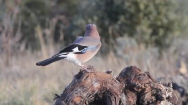 Jay, corvidae, kuşlar, Garrulus glandarius