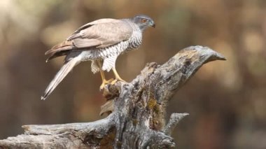Kuzey Şahini, Accipiter Gentilis