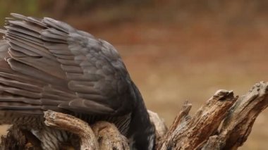 Kuzey Şahini, Accipiter Gentilis