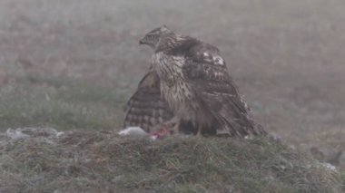 Kuzey Şahini, Accipiter Gentilis