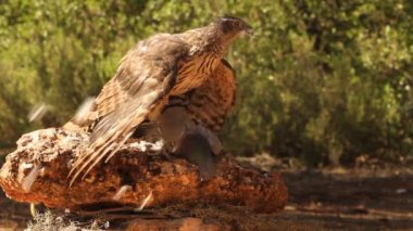 Kuzey Şahini, Accipiter Gentilis