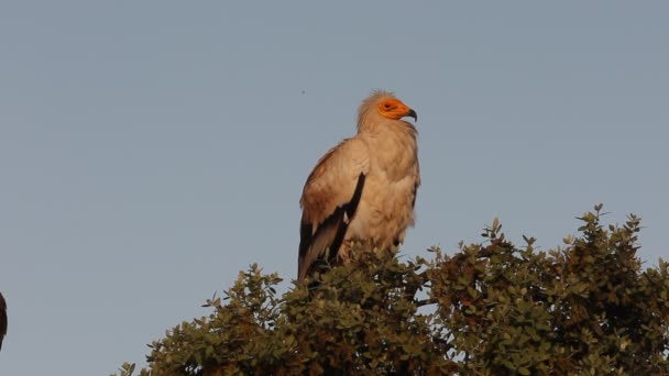 Buitre Egipcio Carroñero Aves Amanecer Neophron Percnopterus — Vídeo de stock