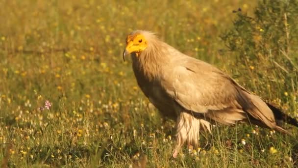 Avvoltoio Egiziano Scavenger Uccelli Alba Neophron Percnopterus — Video Stock