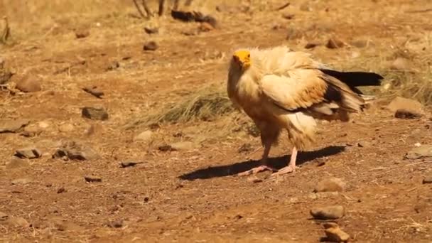 Sęp Egipski Padlinożerca Ptaki Wschód Słońca Neophron Percnopterus — Wideo stockowe