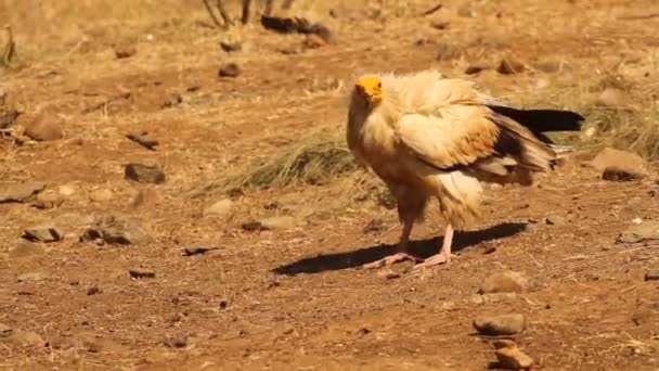 Avvoltoio Egiziano Scavenger Uccelli Alba Neophron Percnopterus — Video Stock