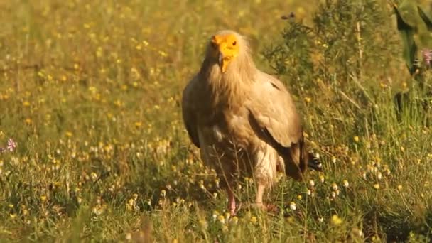 Avvoltoio Egiziano Scavenger Uccelli Alba Neophron Percnopterus — Video Stock