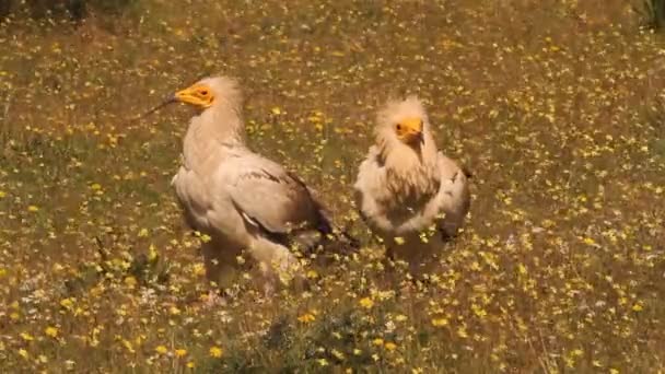 Avvoltoio Egiziano Scavenger Uccelli Alba Neophron Percnopterus — Video Stock