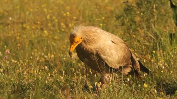 Sęp Egipski Padlinożerca Ptaki Wschód Słońca Neophron Percnopterus — Wideo stockowe