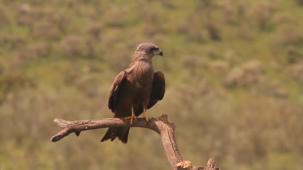 Milvus Migrans Raptor Halcón Cometas Aves Cometa Negra — Vídeos de Stock