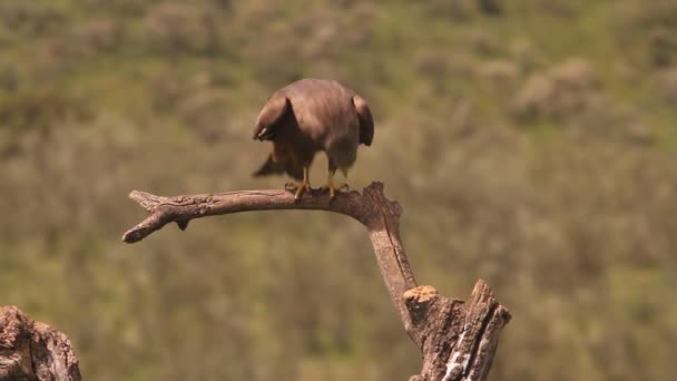 Milvus Migrans Roofvogel Havik Vliegers Vogels Zwarte Vlieger — Stockvideo