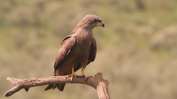 Milvus Migrans Raptor Hawk Uçurtmalar Kuşlar Siyah Uçurtma — Stok video