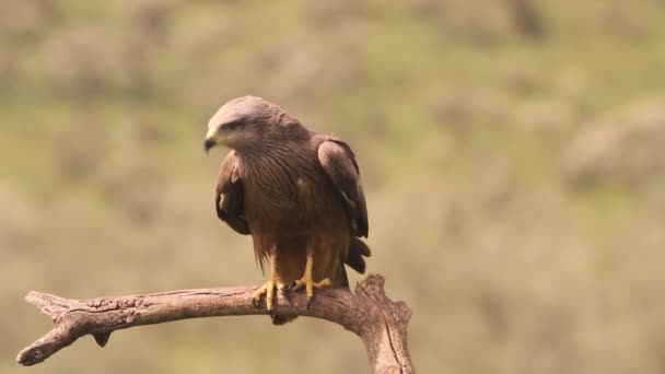 Milvus Migrans Raptor Halcón Cometas Aves Cometa Negra — Vídeo de stock