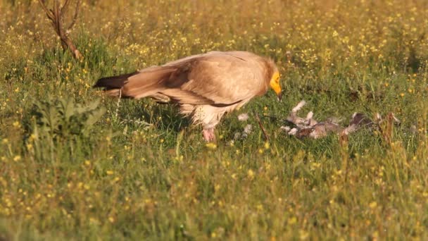 Ägyptischer Geier Aasfresser Vögel Sonnenaufgang Neophron Percnopterus — Stockvideo