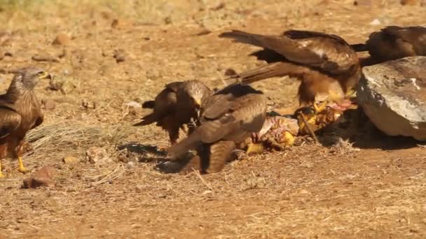 Avvoltoio Egiziano Scavenger Uccelli Alba Neophron Percnopterus — Video Stock