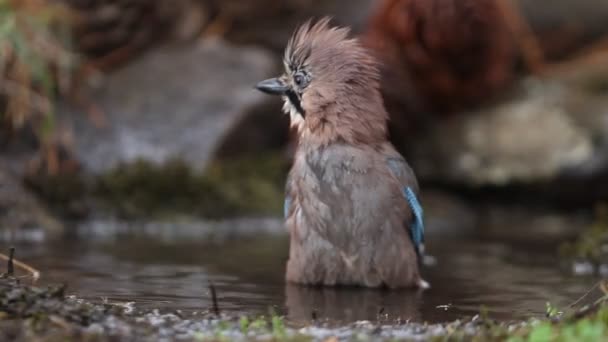 Jay Corvidae Birds Garruzglandarius — стоковое видео
