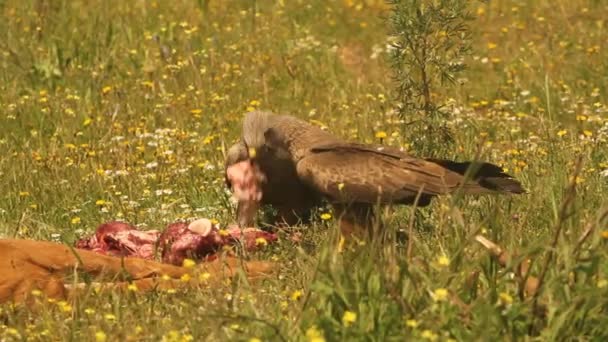 Milvus Migrans Rapace Falco Aquiloni Uccelli Aquiloni Neri — Video Stock