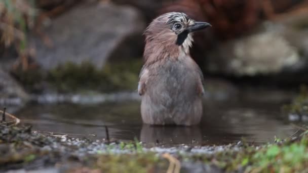 Jay Corvidae Aves Garrulus Glandarius — Vídeo de stock