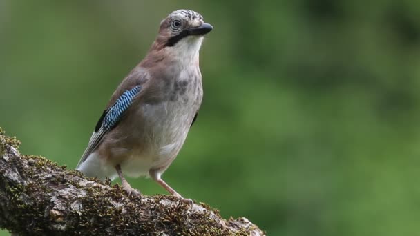 Jay Corvidae Uccelli Garrulus Glandarius — Video Stock