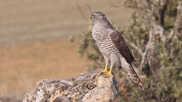 北のオオタカ Accipiter Gentilis — ストック動画