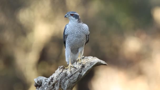 Gavilán Del Norte Accipiter Gentilis — Vídeos de Stock