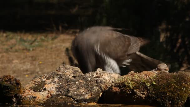 Noordelijke Havik Accipiter Gentilis — Stockvideo