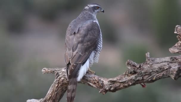 Northern Goshawk Accipiter Gentilis — Stock Video