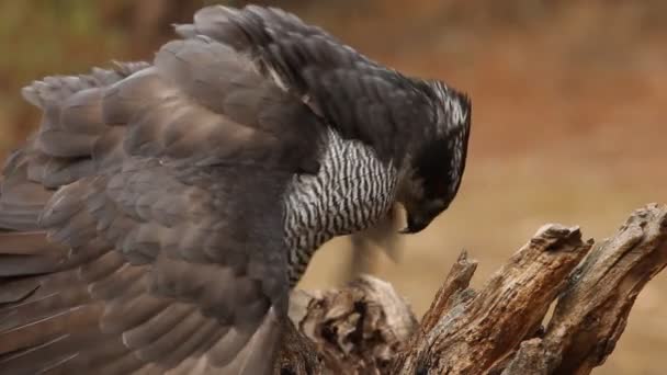 North Goshawk Accipiter Gentilis — стокове відео