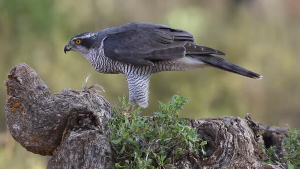 Autour Des Palombes Accipiter Gentilis — Video