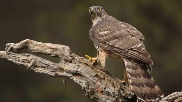 Gavilán Del Norte Accipiter Gentilis — Vídeos de Stock