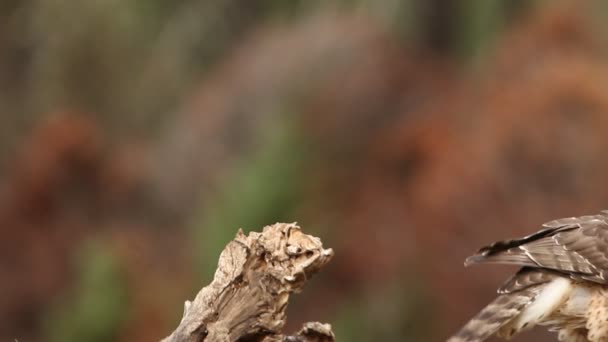 Gavilán Del Norte Accipiter Gentilis — Vídeos de Stock