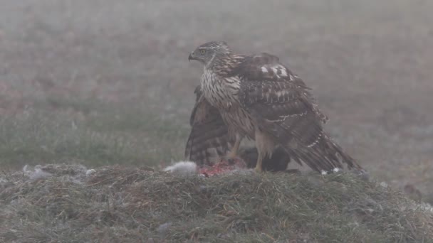 Északi Sólyom Accipiter Gentilis — Stock videók