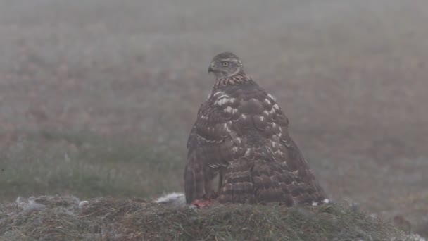 Autour Des Palombes Accipiter Gentilis — Video