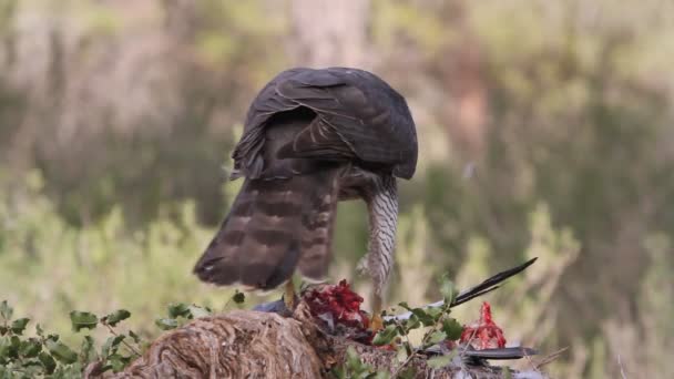 Noordelijke Havik Accipiter Gentilis — Stockvideo