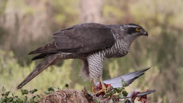 Autour Des Palombes Accipiter Gentilis — Video