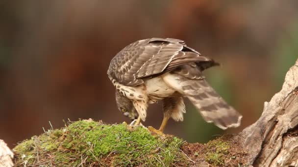 North Goshawk Accipiter Gentilis — 비디오