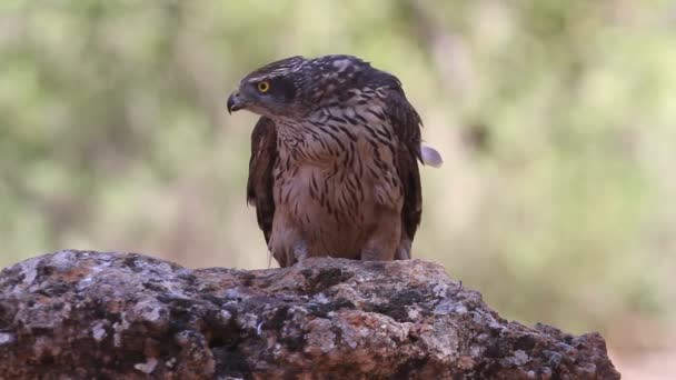 Noordelijke Havik Accipiter Gentilis — Stockvideo