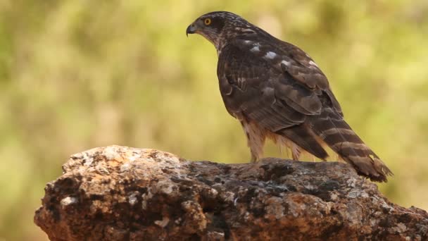 北のオオタカ Accipiter Gentilis — ストック動画