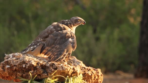 Северный Ястреб Accipiter Gentilis — стоковое видео