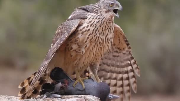 Jastrząb Północny Accipiter Gentilis — Wideo stockowe