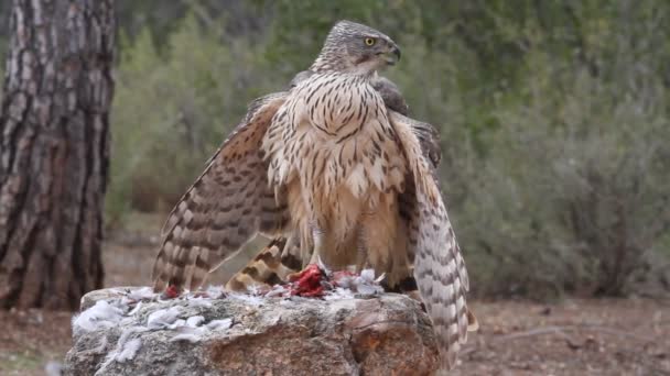 Jastrząb Północny Accipiter Gentilis — Wideo stockowe