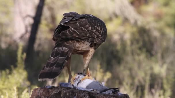 Северный Ястреб Accipiter Gentilis — стоковое видео